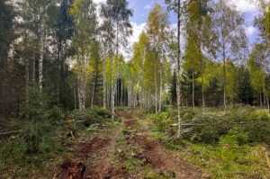 Võsaraie